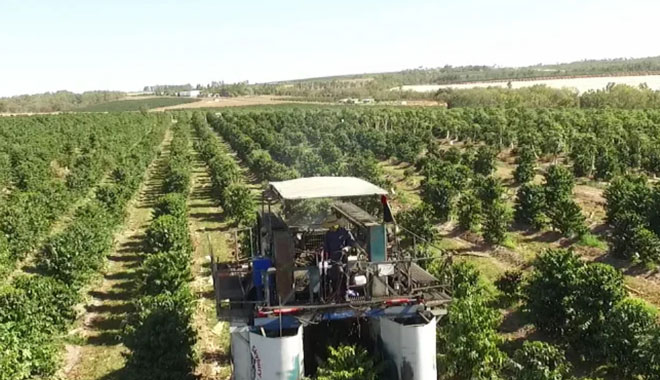 Harvesting Skybury Coffee 551