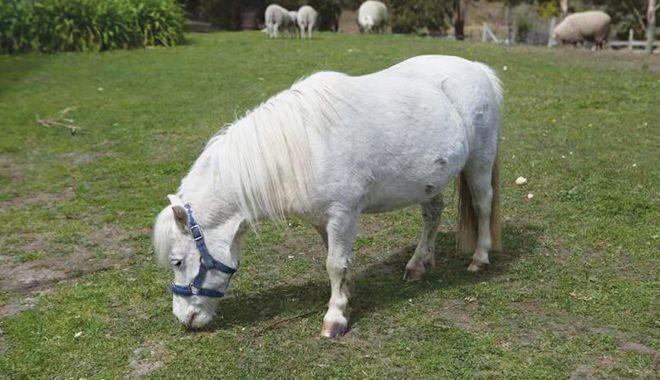 Hatchers of Richmond 14