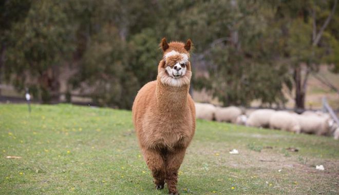 Hatchers of Richmond 9