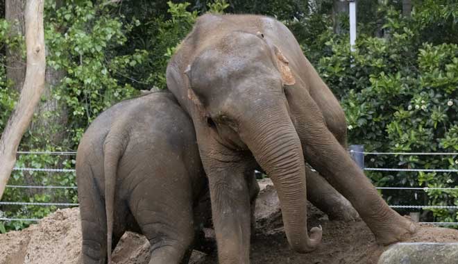 Healesville Sanctuary2