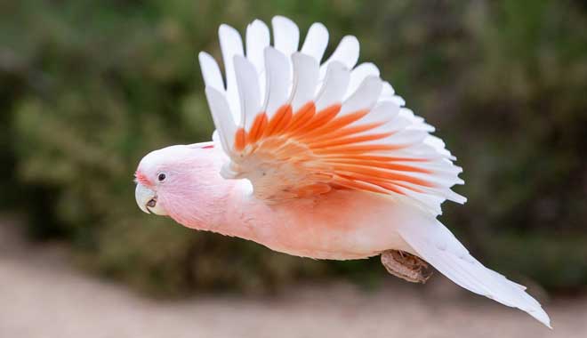 Pink cockatoo, flying towards left of frame.