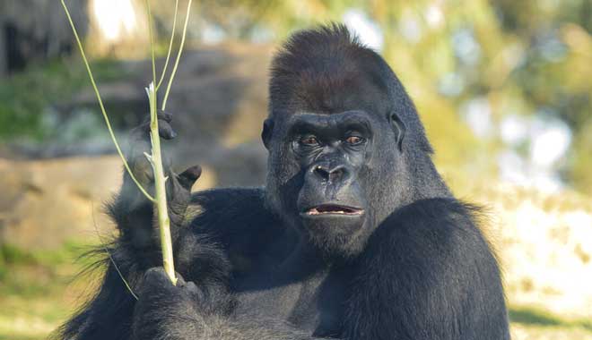 Healesville Sanctuary5