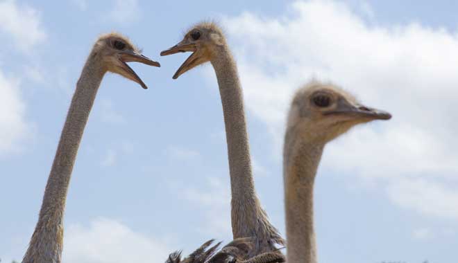 Two female ostrich, with beaks open facing each other during Ostrich Encounter