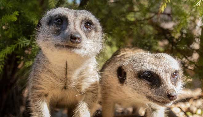 Healesville Sanctuary7