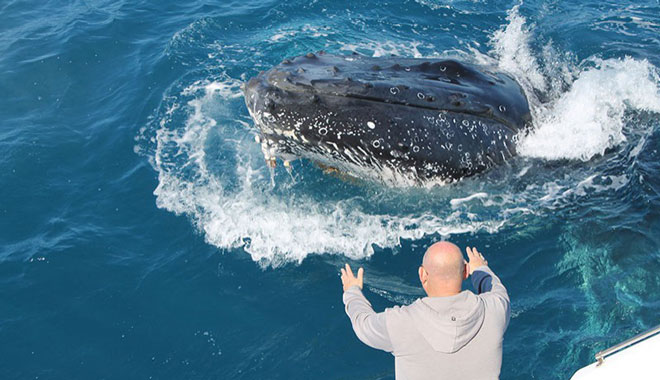 Hervey Bay whales 005