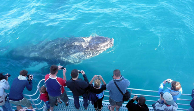 Hervey Bay whales