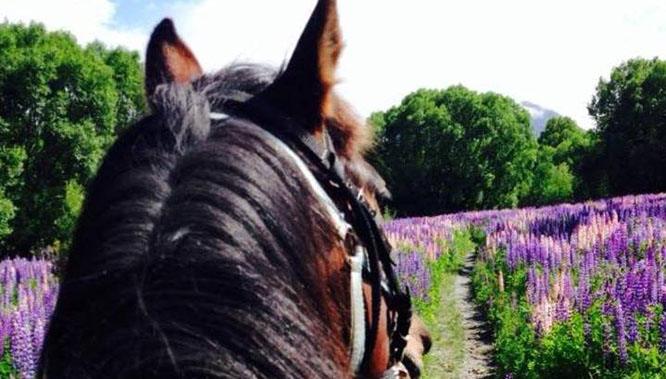 High Country Horses Glenorchy (1)