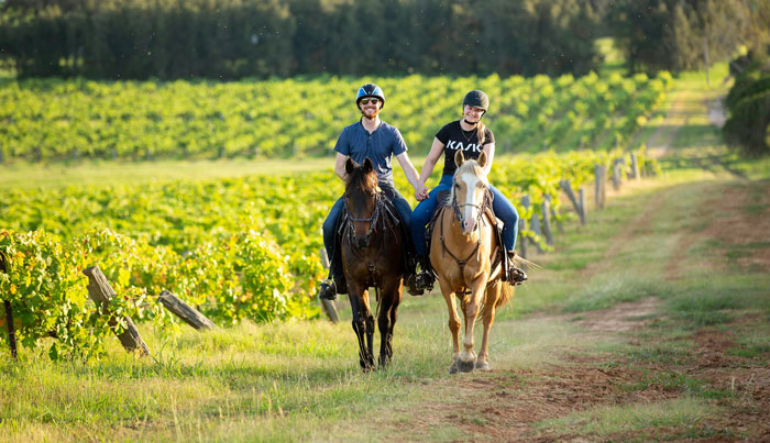 Hunter Valley Horses 001 WEB 