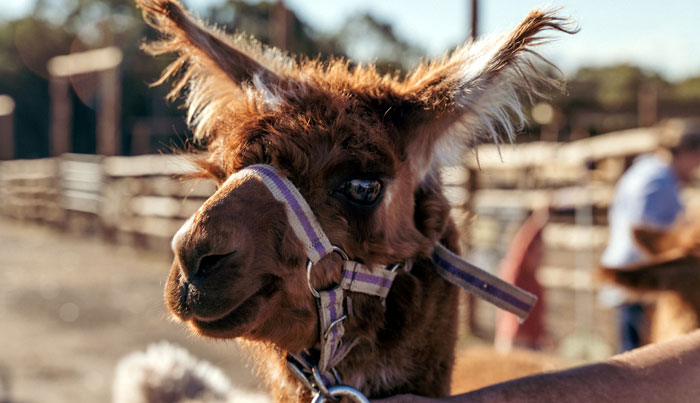 Hunter Valley Horses 002 WEB