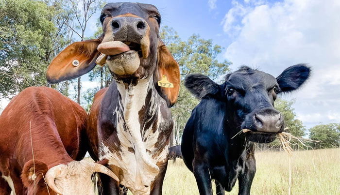 Hunter Valley Horses 004 WEB