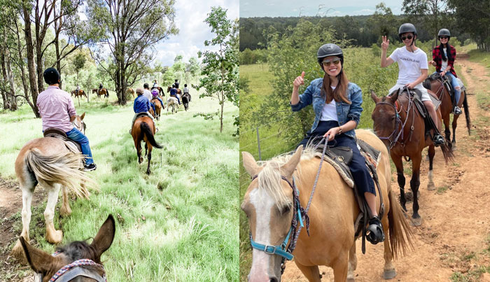 Hunter Valley Horses 015 WEB