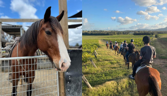Hunter Valley Horses 021 WEB