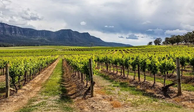 Hunter Valley Wine Tour Day Tour1