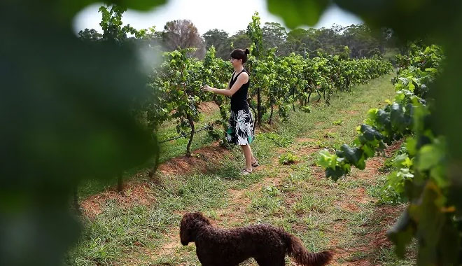 Hunter Valley Wine Tour Day Tour4