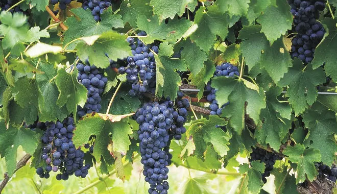 Hunter Valley Wine Tour Day Tour5