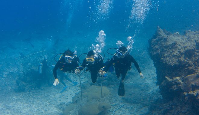 Inclusive Packages Learn To Dive (1)