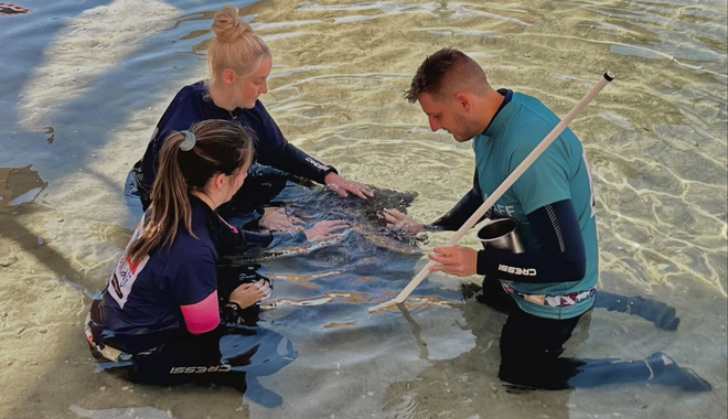 Irukandji Shark Ray Encounters 001