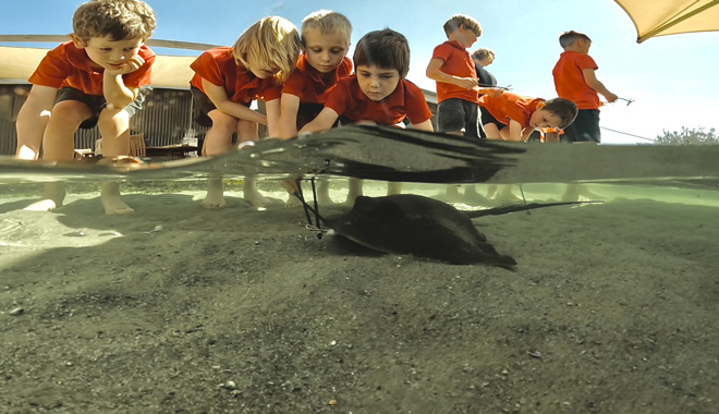 Irukandji Shark Ray Encounters 011