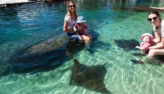 Irukandji Shark Ray Encounters 012