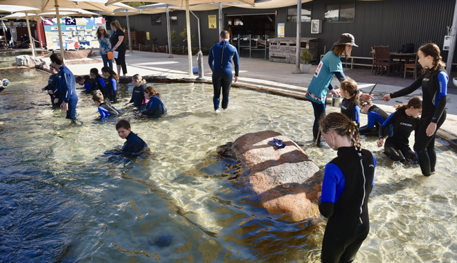 Irukandji Shark Ray Encounters 013