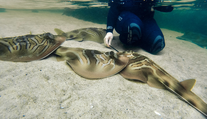 Irukandji Shark Ray Encounters 029