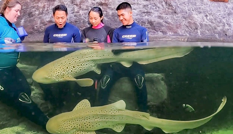 Irukandji Shark & Ray Encounters3