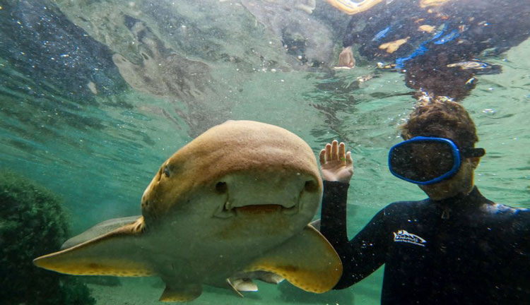 Irukandji port stephen