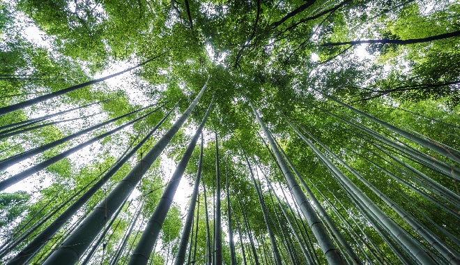 JP Hokokuji Temple 報國寺竹林 57911514 m normal none 660X380