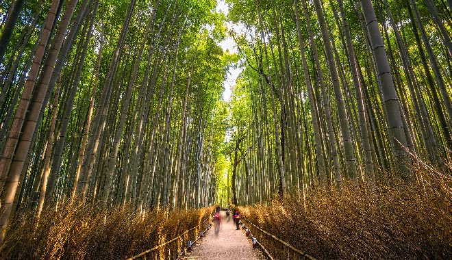 JP Hokokuji Temple 報國寺竹林 660X380