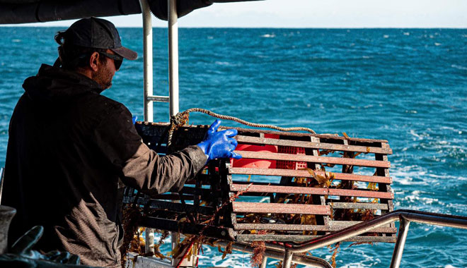 Jurien Bay Rock Lobster1