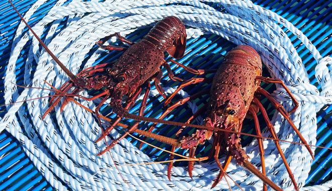 Jurien Bay Rock Lobster2