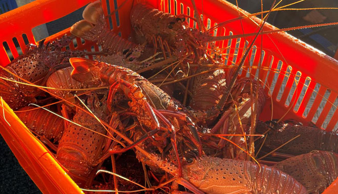 Jurien Bay Rock Lobster3