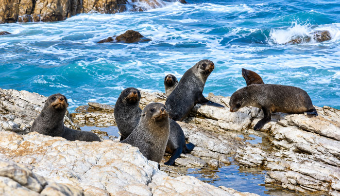 Kaikoura seal2