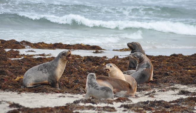 Kangaroo Island 10