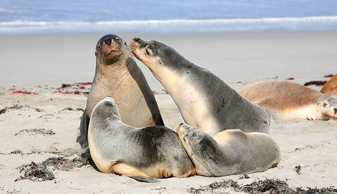 Kangaroo Island 2