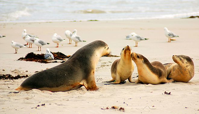 Kangaroo Island 8
