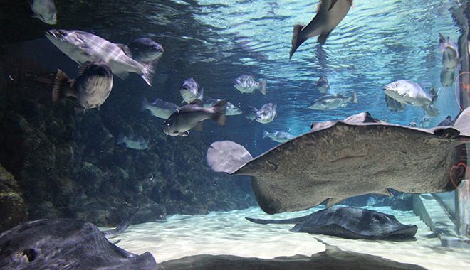 Kelly Tarltons Sea Life Aquarium 13