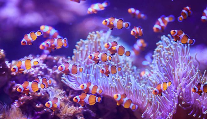 Kelly Tarltons Sea Life Aquarium 2