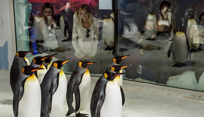 Kelly Tarltons Sea Life Aquarium 4