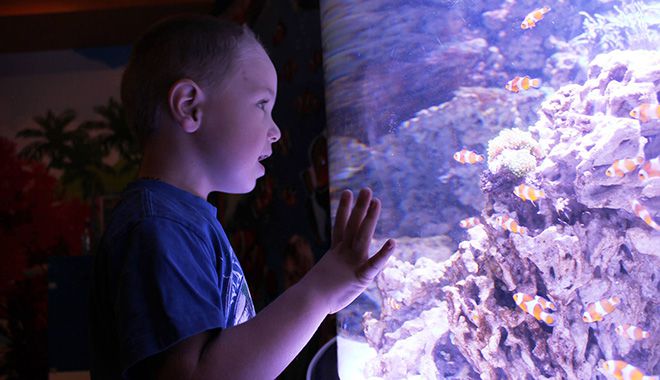 Kelly Tarltons Sea Life Aquarium 5