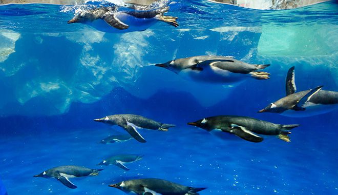 Kelly Tarltons Sea Life Aquarium 8