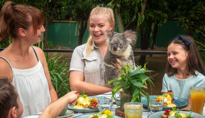 Koala Breakfast 555