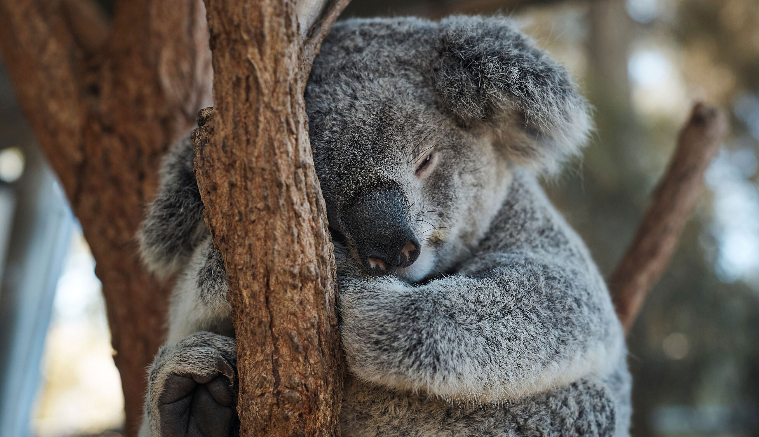 Koala