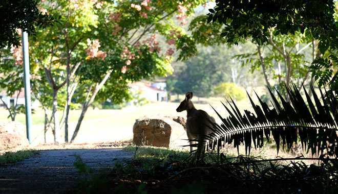 Kooralbyn Valley Resort 0005