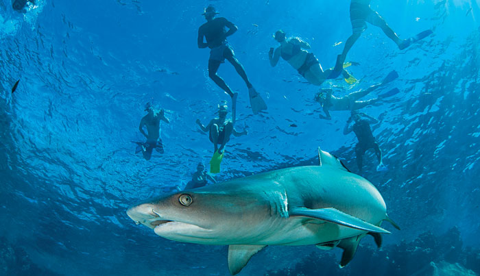 Kuata Island Reef Shark Snorkelling Tour 2001