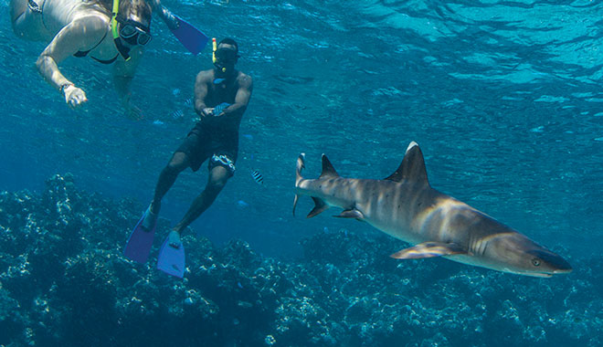 Kuata Island Reef Shark Snorkelling Tour 2006