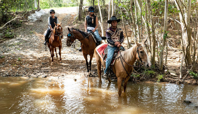 Kur Cow Barnwell 5561