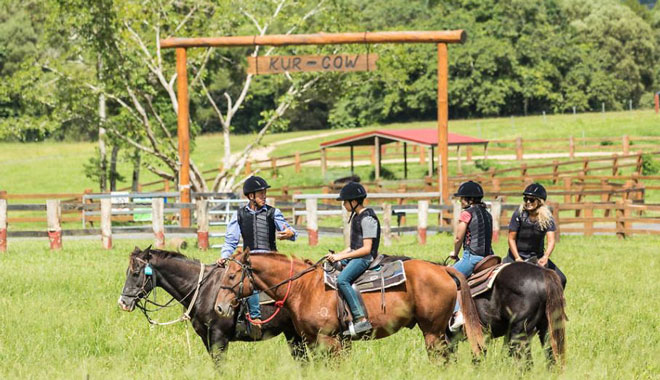 Kur Cow Barnwell Farm2