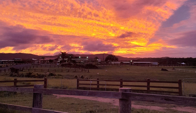 Kur Cow Barnwell Farm5