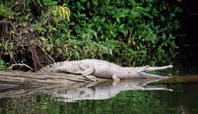 Kuranda Riverboat Cruise 015